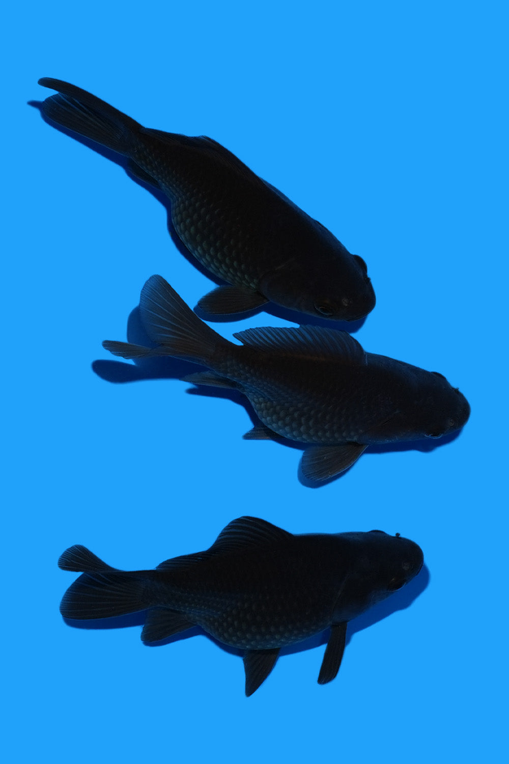 Chagoi Tamasaba Mix