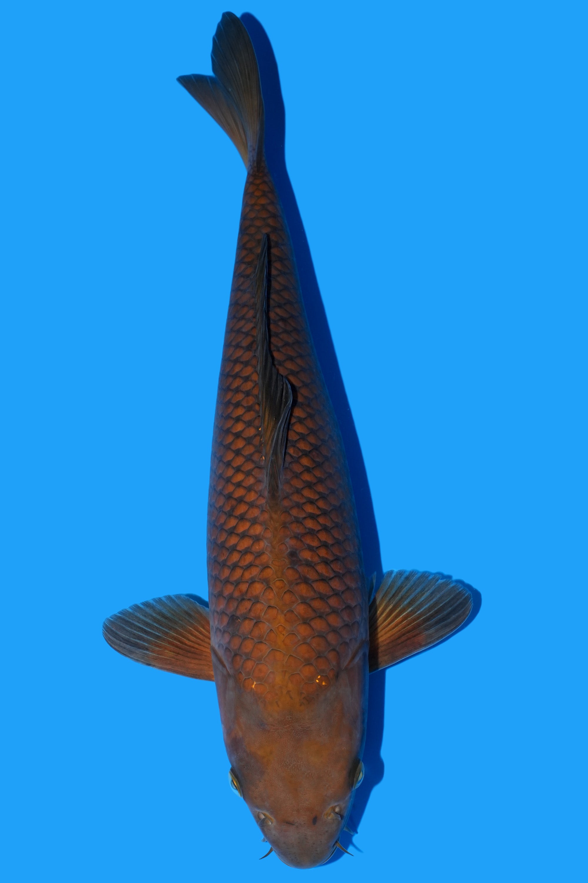 Chagoi