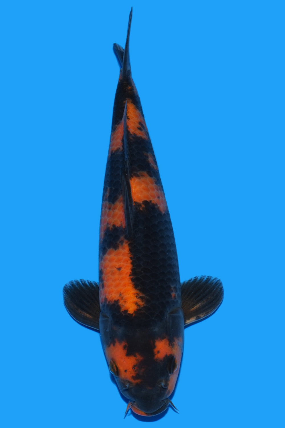 Hi Utsuri