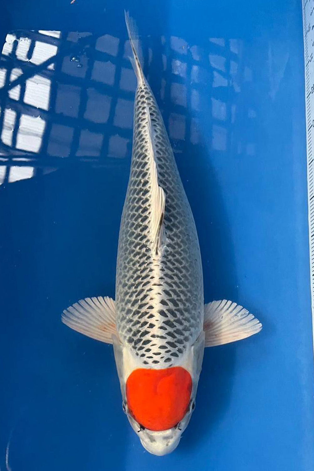 Kujaku Koi Japanese Koi HQ Kujaku Vision Aquatics