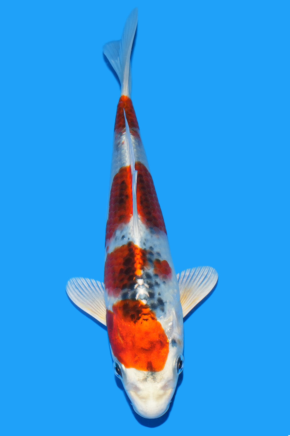 Kujaku