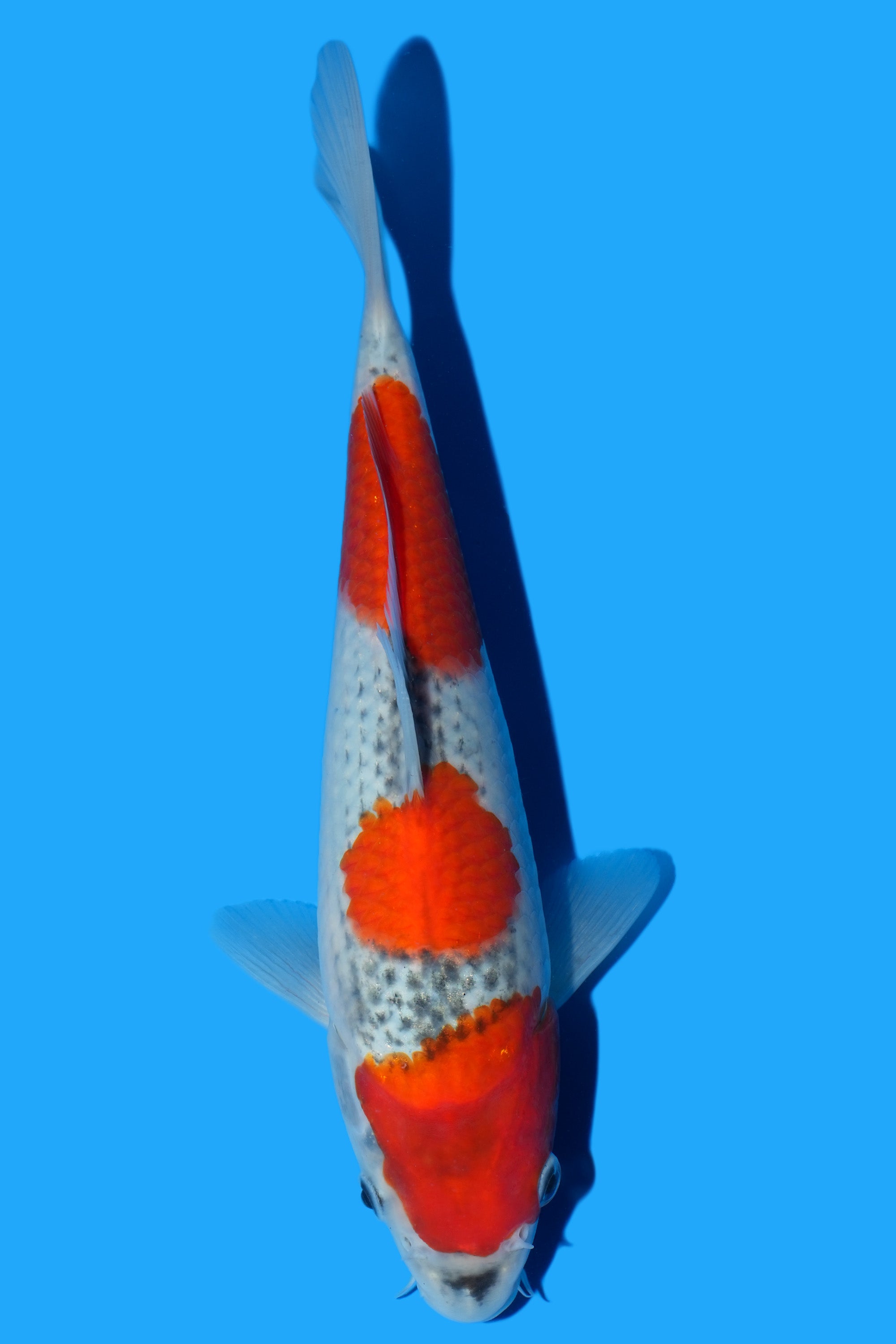 Goshiki